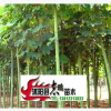 出售綠化苗木青桐 青桐苗 種子 樹形好 2--15公分 量大從優