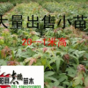 出售綠化苗木 青楓 青楓大小苗 可嫁接紅楓 規格全 小苗50--150高