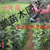 大量供應果樹苗 蘋果樹苗 小苗 量大從優
