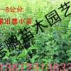 批發木瓜小苗 木瓜海棠苗 規格齊全 量大從優