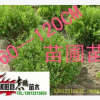 苗圃出售黃楊球 瓜子黃楊球 小苗 種子 規格齊全 量大從優