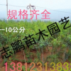 黃櫨 綠化苗木 黃櫨小苗 規格齊全 量大從優 成活率好