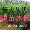 出售黑松 小苗20--100CM高 黑松樹苗1--10公分規格齊全成活率高