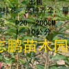 供應紅丹桂花樹 丹桂苗批發 紅丹桂批發 花色優美氣味香濃