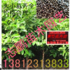 供應 含笑樹苗 室內花卉 濃香持久 含笑花 盆栽花卉