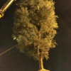 南京地區大量供應雪松 價格低 質量好