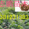 批發(fā)臭椿樹苗 臭椿樹 行道綠化樹木 規(guī)格齊全 量大優(yōu)惠