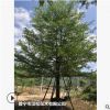 大量低價供應綠化苗木小葉欖仁自家苗場種植銷售寵物及園藝園林