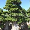 精品造型榕樹 榕樹樁頭 南安根小葉榕 綠化行道樹 漳州產地直銷