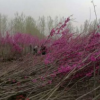 基地直銷紫荊樹叢生紫荊根系發達規格全優質紫荊花樹量大優惠