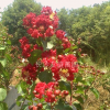 紅花紫薇，美國紅火箭紫薇，紅火球紫薇，櫻花，夏娟價格