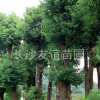 供應香樟，移栽香樟，香樟價格，各種工程香樟苗木
