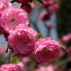 苗圃基地直銷榆葉梅 庭院綠化植物花滿枝條 重瓣榆葉梅小苗