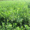 大葉黃楊球樹苗黃楊小苗批發苗圃直發小葉黃楊苗工程綠化苗木大量