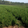 龍柏樹苗龍柏小苗成活率高苗圃直銷量大優(yōu)惠工程綠化苗木行道樹