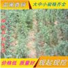 批發(fā) 雪松 雪松苗 四季常青松樹苗 園林綠化苗木