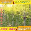 金葉榆直銷 樹形優(yōu)美姿態(tài)喜人2-10公分高干中華金葉榆樹 規(guī)格齊全