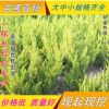 工程綠化苗 龍柏  四季常青 自產(chǎn)自銷
