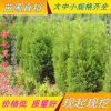 儈柏繁殖基地 儈柏批發(fā) 蜀儈 塔柏苗