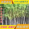 金枝槐 基地種植 大量風(fēng)景綠化金枝槐黃金槐樹苗