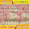 美國紅楓苗日本紅楓風(fēng)景樹雞爪槭盆栽地栽小苗