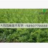 低價(jià)批發(fā) 連翹叢生 黃老虎小苗 東北連翹 綠化基地直銷 規(guī)格全