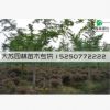占地拆遷苗 銀杏樹苗 銀杏苗 白果小苗 庭院植物行道綠化苗木