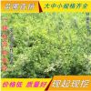 批發(fā)工程綠化苗 迎春苗 迎春花小苗 迎春花盆景 園林綠化
