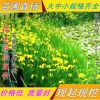 批發(fā)鳶尾 黃菖蒲 黃花鳶尾 濕地綠化 水生陸地均可栽植