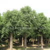 移植香樟價(jià)格，香樟報(bào)價(jià)