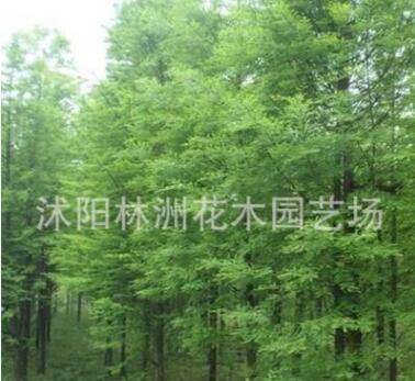 供應落羽杉綠化小苗 工程綠化苗木 規格齊全量大優惠