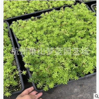 佛甲草 根系旺 成活率 高 蕭山 苗圃 園林 綠化 工程 用苗 庭院