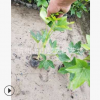 熊掌木 苗木 批發 量多 蕭山 園林 市政綠化 工程苗 精品成活高