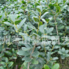 無刺構骨 土球好 冠幅好 花灌木 地被 球類 色塊類 草花類 苗木