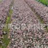 花葉絡(luò)石 地被 土球好 冠幅好 花灌木 地被 球類 色塊類 草花苗圃