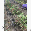 紅葉石楠 土球好 冠幅好 花灌木 地被 球類 色塊類 草花類 喬木