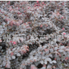 杭州 蕭山 優(yōu)質(zhì) 紅花繼木 金葉女貞 綠化樹木 園林 地被 色塊量多
