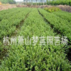龜甲冬青 土球好 冠幅好 花灌木 地被 球類 色塊類 綠化苗木 園林