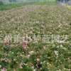 豐花月季 盆栽 地栽苗 綠化 工程 當(dāng)年開花 大花月季 花卉 庭院