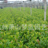 歐洲莢蒾 土球好 冠幅好 精品 優(yōu)質(zhì)苗 樹木 園林 地被 草花