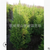 側柏 地被 工程 綠化 苗木 品種 規格 齊全 園林 工程苗 蕭山直銷