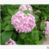 八仙花 品種 規格 齊全 園林 地被 工程 綠化 苗木 蕭山 苗圃直銷