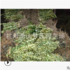 灑金珊瑚 土球好 冠幅好 精品苗 成活率高 蕭山 園林 花藝 苗圃