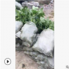 八角金盤 地被 工程 綠化 園藝 苗圃 庭院 樹木 蕭山 園林 直銷