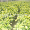 灑金珊瑚 土球好 冠幅好 精品苗 成活率高 蕭山 園林 花藝 苗圃
