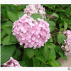 八仙花 土球好 冠幅好 花灌木 地被 球類 色塊類 草花類 喬木苗圃