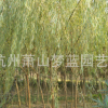 垂柳 土球好 冠幅好 精品苗 園林 綠化 工程 道路行道樹 蕭山苗