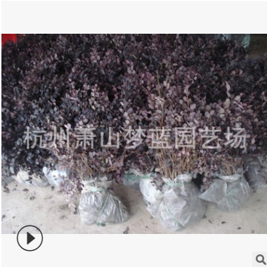 紅花繼木 品種 規格 齊全 成活率 高 精品苗 蕭山 園林 綠化 工程