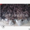 紅花繼木 品種 規格 齊全 成活率 高 精品苗 蕭山 園林 綠化 工程