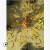 南天竹 園林 綠化 工程 苗木 其他 品種 規格 齊全 蕭山 苗圃直銷